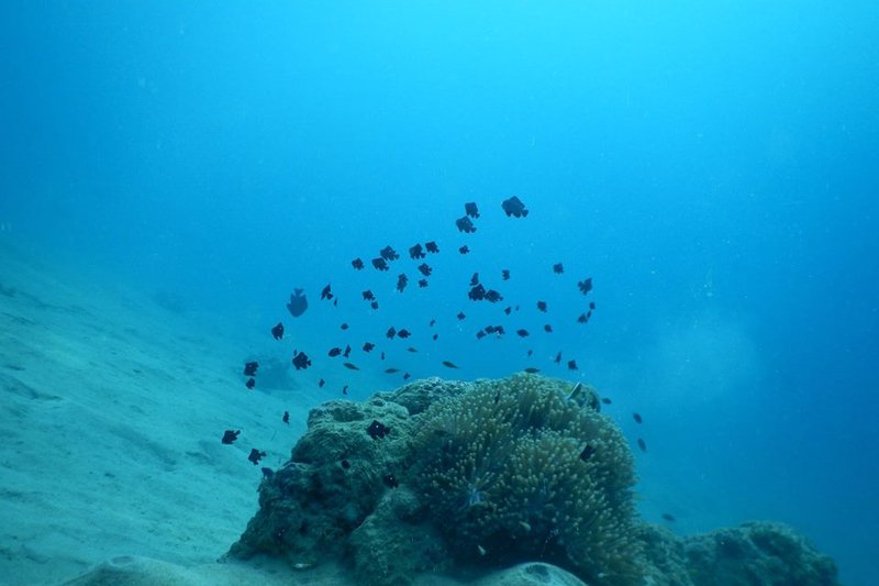 Indonesia - Pindito Whale Cruise and Raja Ampat